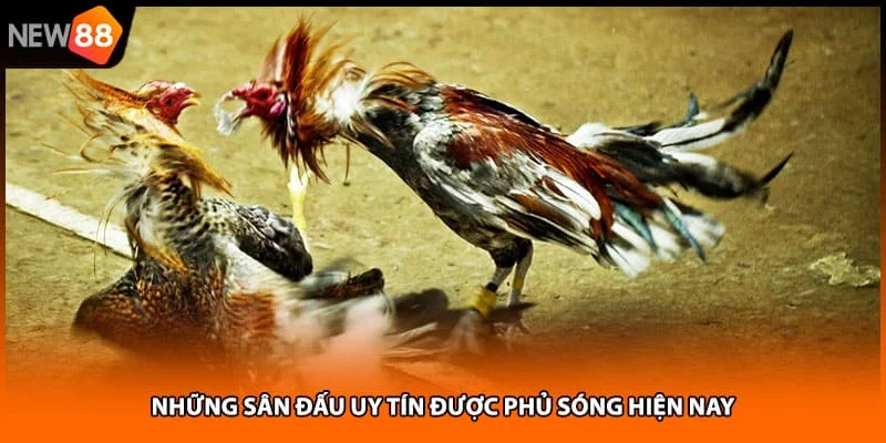 Những sân đấu uy tín được phủ sóng hiện nay Những sân đấu uy tín được phủ sóng hiện nay