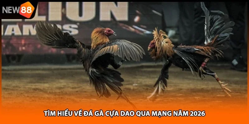 Tìm hiểu về đá gà cựa dao qua mạng năm 2026 Tìm hiểu về đá gà cựa dao qua mạng năm 2026